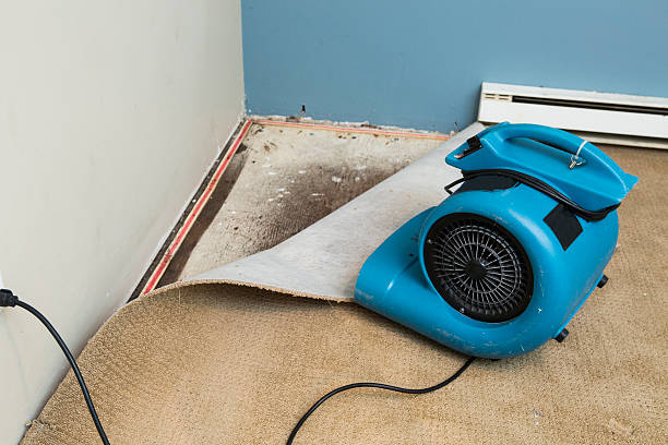 Best Professional water damage repair  in Raymond, WI